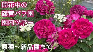 開花中の園内ツアー　原種新品種まで【24年5月6日撮影】