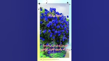جمعة مباركة لاتنسوا قراءة سورة الكهف والصلاة والسلام على رسول الله صل الله عليه وسلم تسليما كثيرا