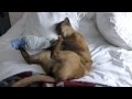 Chocolate Burmese cat playing の動画、YouTube動画。