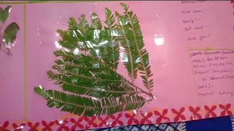 💥💥💫💫bsc 4th semester botany chart paper 💫💫💥💥