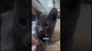 Famous Let’s stay safe inside my love 🩶 #cat #shortvideo #funny Wealth