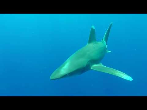 Red Sea diving 2017 - Rocky Island, Zabargad, St.Jhon's & Elphinstone