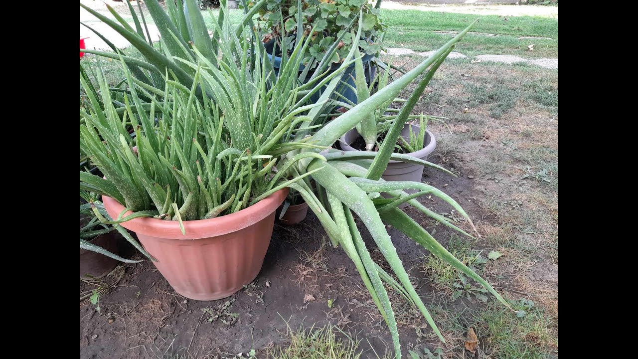 Tlntt aloe vera tltetse