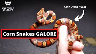 Night of the Corn Snakes!