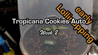 Week 2 Tropicana Cookies Auto #1 early lollipopping #timelapse #autoflower #fastbuds
