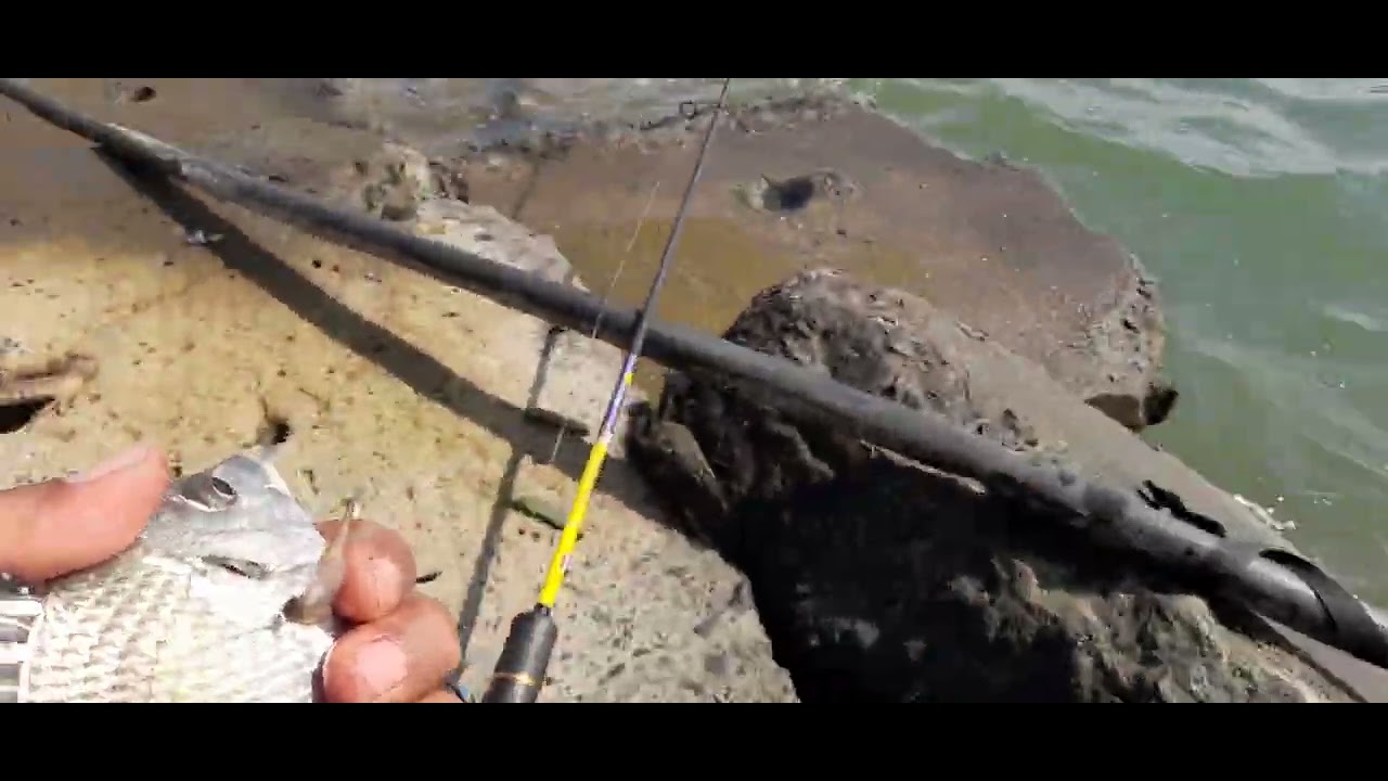 Gila!!! Ikan rakus banget