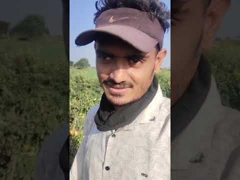 VNR Hybrid Tomato 1064 Customer Testimonial #farming #agriculturefarming