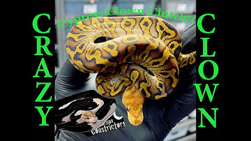 Cypress Clown Clutch & HighWay Pied! Snake Egg Cutting!!