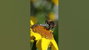 From Seed to Ecosystem  The Magic of Bio  #biodiversity #climatechange #conservation