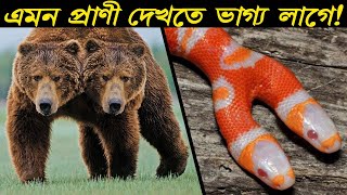 দুই মাথাওয়ালা এই বিরল প্রাণীগুলি আগে কখনও দেখেছেন ? STRANGEST Two Headed Animals