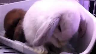 Baby Bunny Rabbit Video Compilations - Pakner Tv