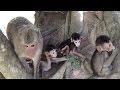 Five little monkeys jumping on the mound - Tube BBC