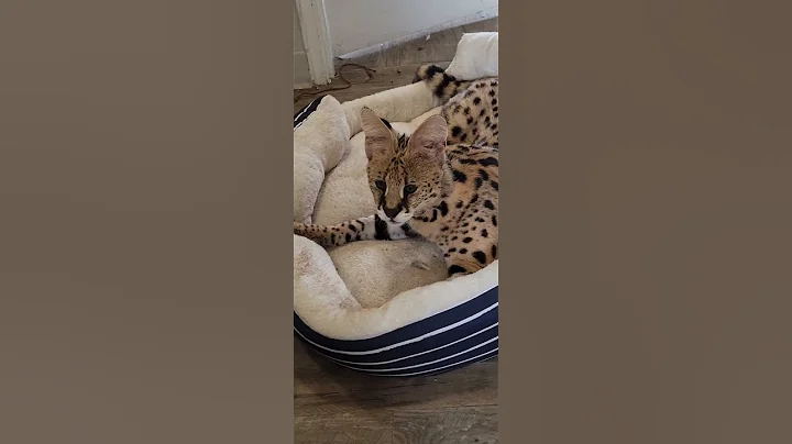 Watch the video about Pouncer loses his mind. #Pouncerthecat #cat #cats #kittens #kitten #animalbabies #servals