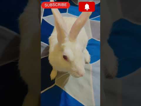 #animals Rabbitesh bhai 🐇