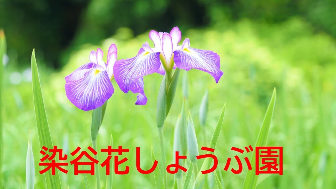 22 染谷花しょうぶ園 まだ二分咲きでした Youtube