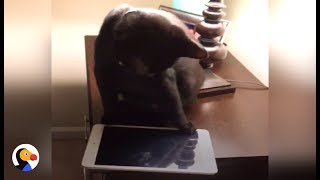 Cat Knocks EVERYTHING Off The Nightstand | The Dodo