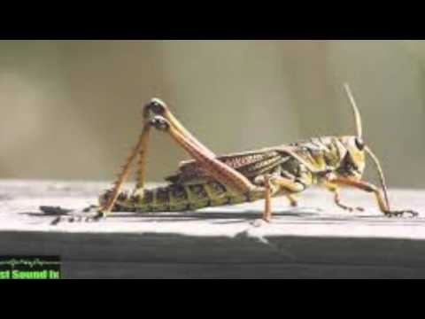 Awkward Cricket Sound