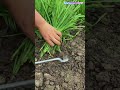 Rescent-shaped hook knives for chive harvest: Ideal field harvesting method