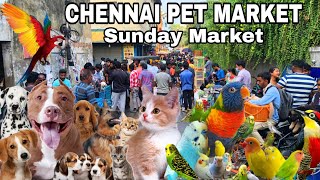 Chennai Pet Market | Broadway Sunday Market | ஞாயிற்றுக்கிழமை விலங்கு சந்தை|Dog 🐕Cat🐈Birds🦜Got🐐 Hen🐥
