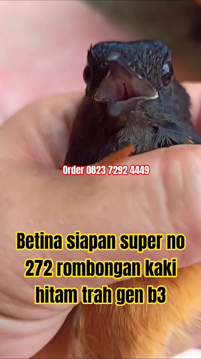 Betina siapan super no 272 rombongan kaki hitam trah gen b3‼️siap diternak langsung jodohkan