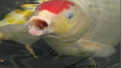 Bệnh BONG BÓNG cá KOI và cách điều trị | KOI BALL disease and its treatment