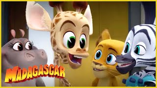 DreamWorks Madagascar en Español Latino | Los animales son un equipo! | Madagascar: Algo Salvaje