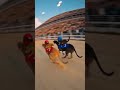 🏁 Cat Riders Duel: The Ultimate Dog Derby 🐾 #CatRiders #DogRace #FPV #cat #memes #meme