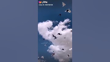 حالة واتس ‌# قران كريم صوت جميل2021