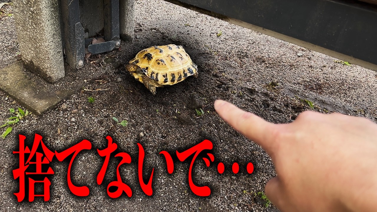 飼い主を失くしたカメの末路がヤバすぎる…