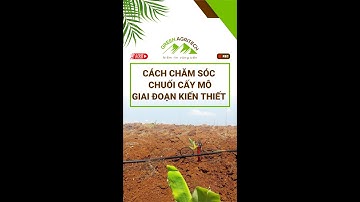 Cách chăm sóc Chuối cấy mô - Giai đoạn kiến thiết #greenagritech #hethongtuoiphunmua #chuoi