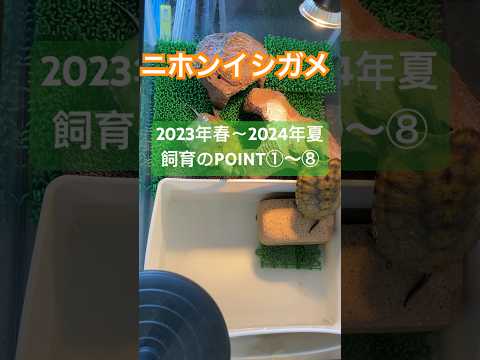 イシガメ 小亀の屋内飼育方法 春夏秋 超かんたん2024年8月13日 ニホンイシガメ 亀 Turtle