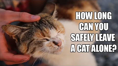 How Long Can You Safely Leave a Cat Alone?