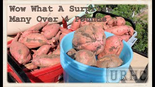 Garden 2021 Part16 Sweet Potato Harvest Is Amazing