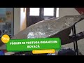 Fósiles de tortuga gigante en Boyacá - TvAgro por Juan Gonzalo Angel Restrepo