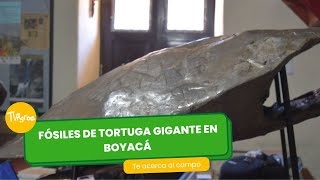 Fósiles de tortuga gigante en Boyacá - TvAgro por Juan Gonzalo Angel Restrepo