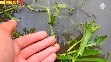 Phát hiện Ổ cá Lóc | khối đèn đen mới nở trong cái lổ ngoài ruộng | Câu cá lóc đồng