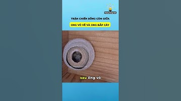 Trận chiến sinh tử giữa Ong Bắp Cày và Ong Vò Vẽ 😱