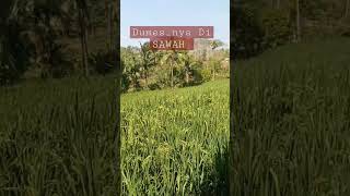 SAWAHKU LADANGKU 🎼 DUMES (audio) #music #trending #shorts
