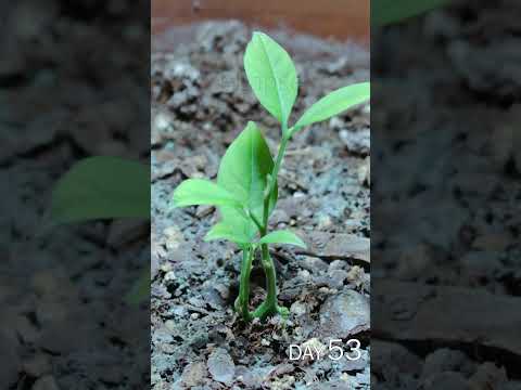 Video: Grape Hyacinth Seed Propagation - Kailan Magtanim ng Grape Hyacinth Seeds
