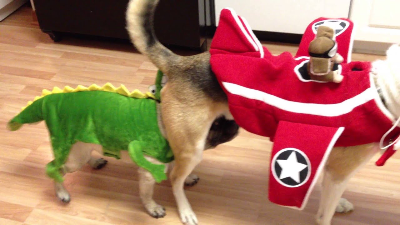 pug and husky pug husky mix pug and husky pug husky mix