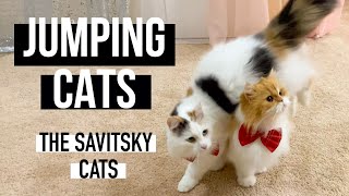 Jumping cats || Cat Tricks ||Funny Cat Videos || The Savitsky Cats