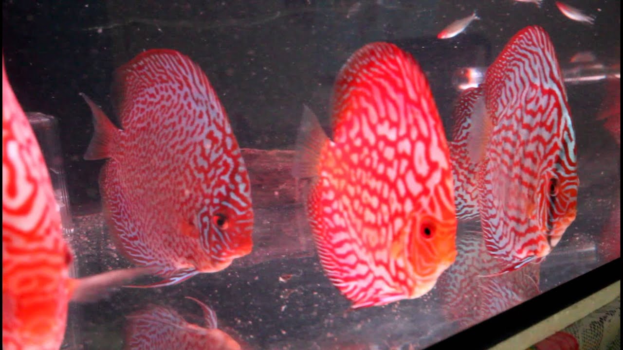 Discus community tank as at 2 march 2013 YouTube
