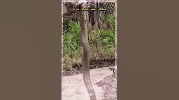 هذا خلق الله | سورة لقمان - الآية 11 🌿 تلاوة خاشعة | القارئ إسلام صبحي 💙
