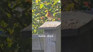 Robin chick #robin #birds #shorts #shortsyoutube