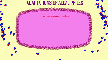 alkaliphiles