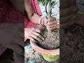 বোগেনভিলিয়া গাছের কাটিং এবং রোপন #shorts #reporting #cuttingskills #bougainvillea #garden #plant