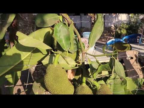 Video: Consejos para recolectar yaca: aprenda a cosechar árboles de yaca