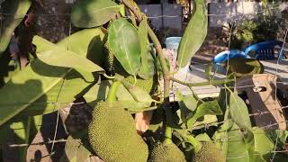 Cortando un fruto de yaca en Trapichillos, Colima