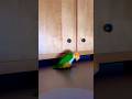 Parrot Jackson Funny Bird Dancing #Birds #Parrots #Shorts