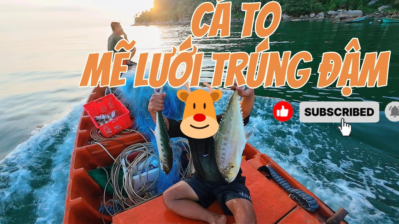 Trúng Lưới Cực Đậm Ở Hòn Sơn! Cảnh Kéo Lưới Căng Đét – Dân Biển Săn Cá Sớm | honsontutuc